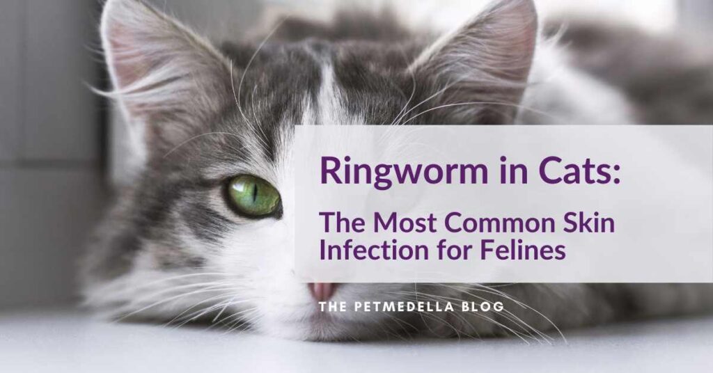 Ringworm in Cats: The Most Common Skin Infection for Felines - PetMedella