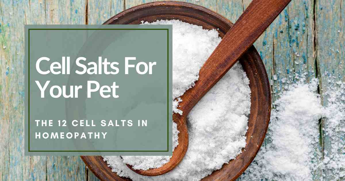 What Are the 12 Cell Salts in Homeopathy? - PetMedella