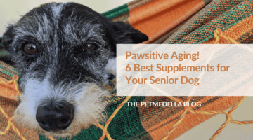 A black and white dog with greying hair. Overlay text: Pawsitive Aging! 6 Best Supplements for Your Senior Dog